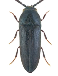 Eucnemis capucina (Ahrens, 1812)