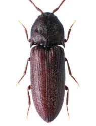 Farsus dubius (Piller & Mitterpacher, 1783)