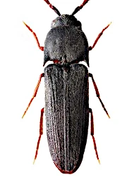Hylis cariniceps (Reitter, 1902)