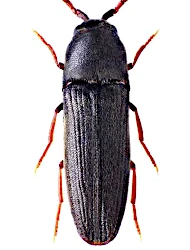 Hylis foveicollis (C. G. Thomson, 1874)