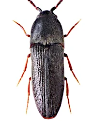 Hylis olexai (Palm, 1955)