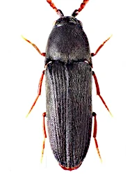 Hylis procerulus (Mamerheim, 1823)
