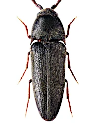 Hylis simonae (Olexa, 1970)