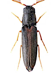 Isorhipis marmottani (Bonvouloir, 1871)