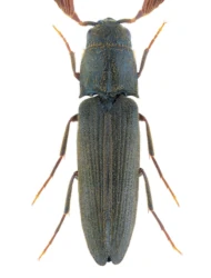 Isorhipis melasoides (Laporte, 1835)