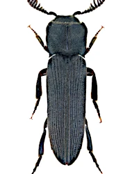 Melasis buprestoides (Linnaeus, 1761)