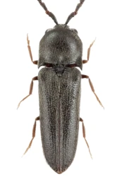 Microrhagus emyi (Rouget, 1856)