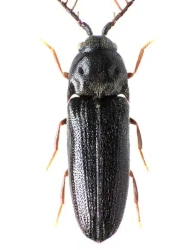 Microrhagus lepidus (Rosenhauer, 1847)