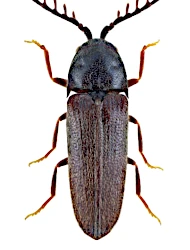 Microrhagus pygmaeus (Fabricius, 1792)