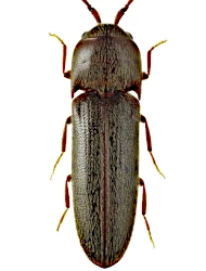 Microrhagus pyrenaeus (Bonvouloir, 1872)