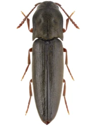 Nematodes filum (Fabricius, 1801)