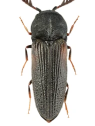 Otho sphondyloides (Germar, 1818)