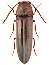 Rhacopus sahlbergi (Mannerheim, 1823)