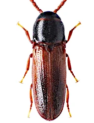 Xylophilus corticalis (Paykull, 1800)