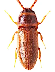 Xylophilus testaceus (Herbst, 1806)