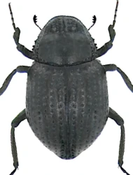 Georissus (Georissus) crenulatus (P. Rossi, 1794)