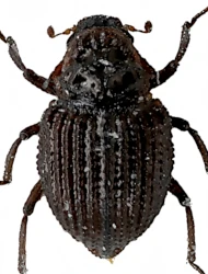 Georissus (Neogeorissus) laesicollis (Germar, 1832)
