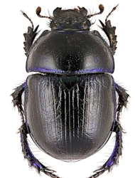Anoplotrupes stercorosus (Scriba, 1791)