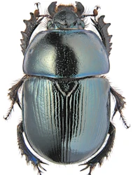 Geotrupes (Geotrupes) mutator (Marsham, 1802)