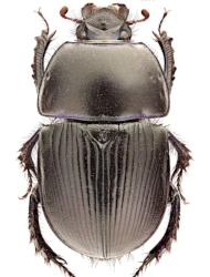 Geotrupes (Geotrupes) spiniger (Marsham, 1802)
