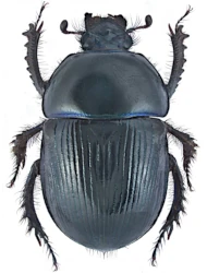 Geotrupes (Geotrupes) stercorarius (Linnaeus, 1758)