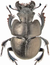 Lethrus (Lethrus) apterus (Laxmann, 1770)