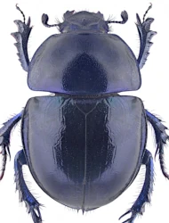 Trypocopris (Trypocopris) vernalis vernalis (Linnaeus, 1758)
