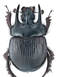 Typhaeus typhoeus (Linnaeus, 1758)