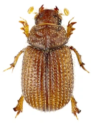 Glaresis rufa (Erichson, 1848)