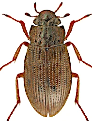 Helophorus (Helophorus) aequalis (Thomson, 1868)