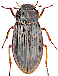 Helophorus (Helophorus) aquaticus (Linnaeus, 1758)