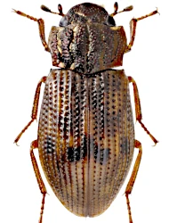 Helophorus (Rhopalohelophorus) arvernicus (Mulsant, 1846)