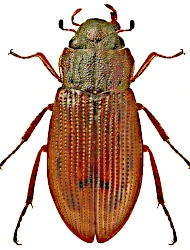 Helophorus (Rhopalohelophorus) asperatus (Rey, 1885)
