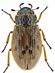 Helophorus (Rhopalohelophorus) brevipalpis brevipalpis (Bedel, 1881)