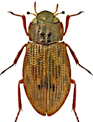 Helophorus (Rhopalohelophorus) croaticus (Kuwert, 1886)