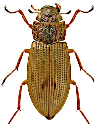 Helophorus (Rhopalohelophorus) discrepans (Rey, 1885)