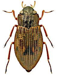 Helophorus (Rhopalohelophorus) dorsalis (Marsham, 1802)