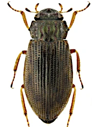 Helophorus (Rhopalohelophorus) flavipes (Fabricius, 1792)