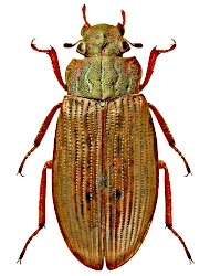 Helophorus (Helophorus) grandis (Illiger, 1798)