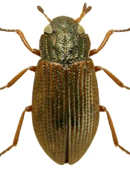 Helophorus (Rhopalohelophorus) granularis (Linnaeus, 1760)