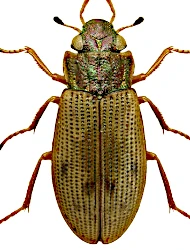 Helophorus (Rhopalohelophorus) griseus (Herbst, 1793)