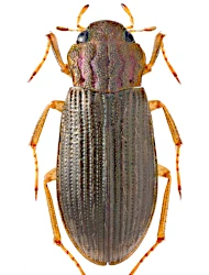 Helophorus (Helophorus) liguricus (Angus, 1970)