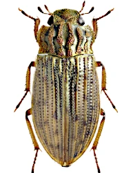 Helophorus (Eutrichelophorus) micans (Faldermann, 1835)