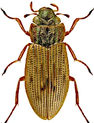 Helophorus (Rhopalohelophorus) minutus (Fabricius, 1775)