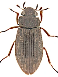 Helophorus (Rhopalohelophorus) montenegrinus (Kuwert, 1885)