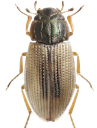 Helophorus (Rhopalohelophorus) nanus (Sturm, 1836)