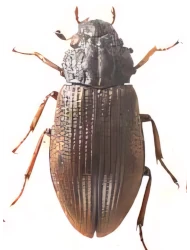 Helophorus (Rhopalohelophorus) nivalis (Giraud, 1852)