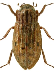 Helophorus (Empleurus) nubilus (Fabricius, 1777)