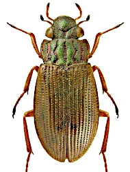 Helophorus (Rhopalohelophorus) obscurus (Mulsant, 1844)