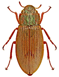 Helophorus (Rhopalohelophorus) paraminutus (Angus, 1986)